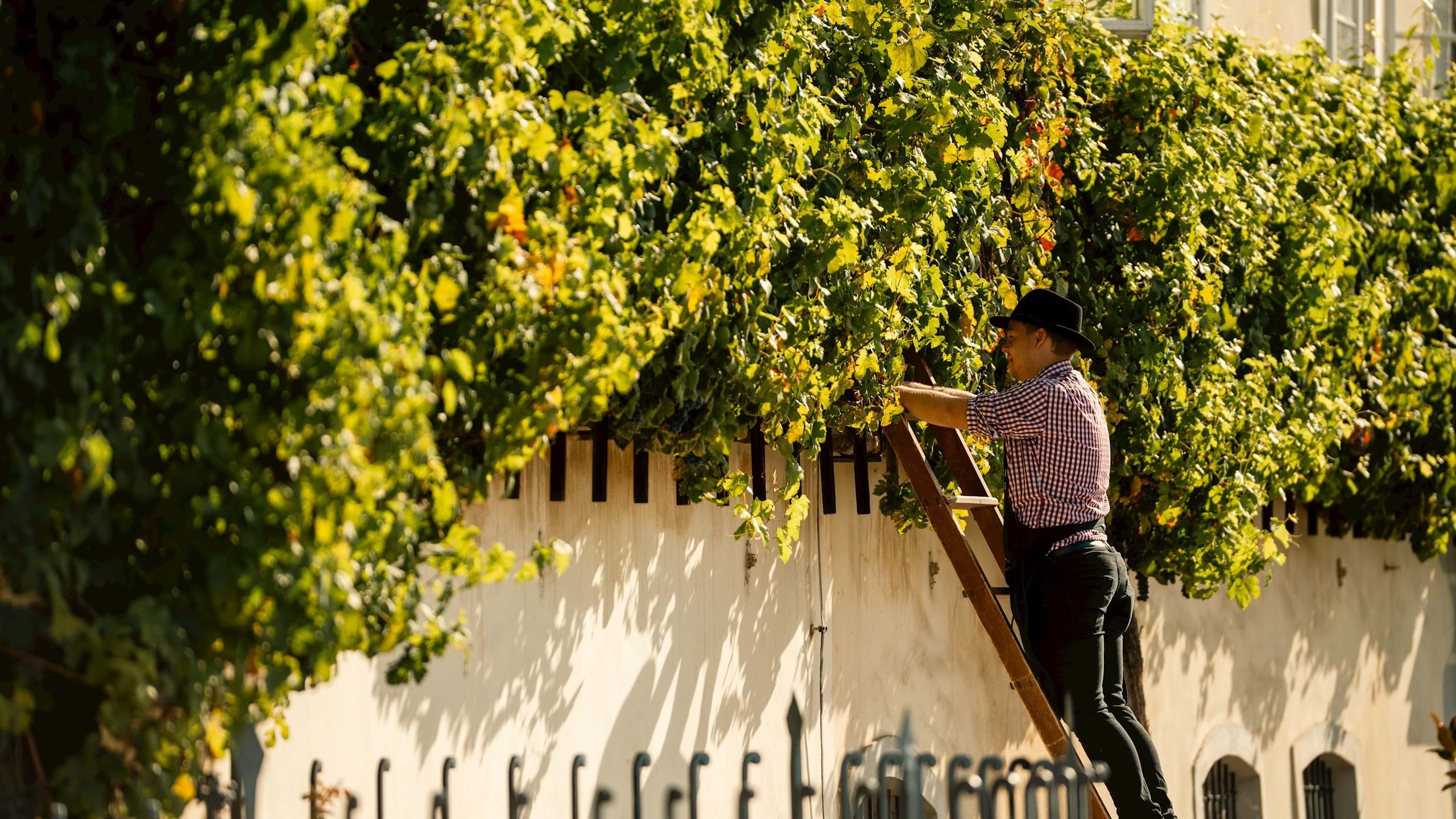 Najstarejša trta v Mariboru