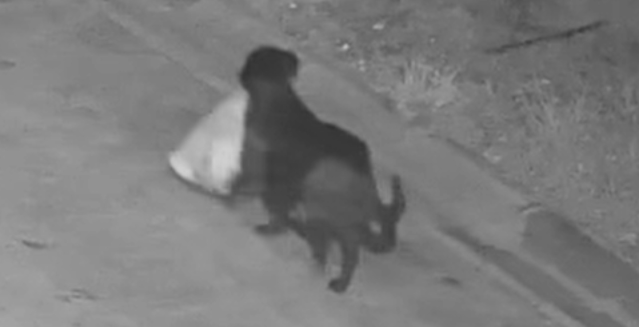 Moški izuril psa za odlaganje odpadkov