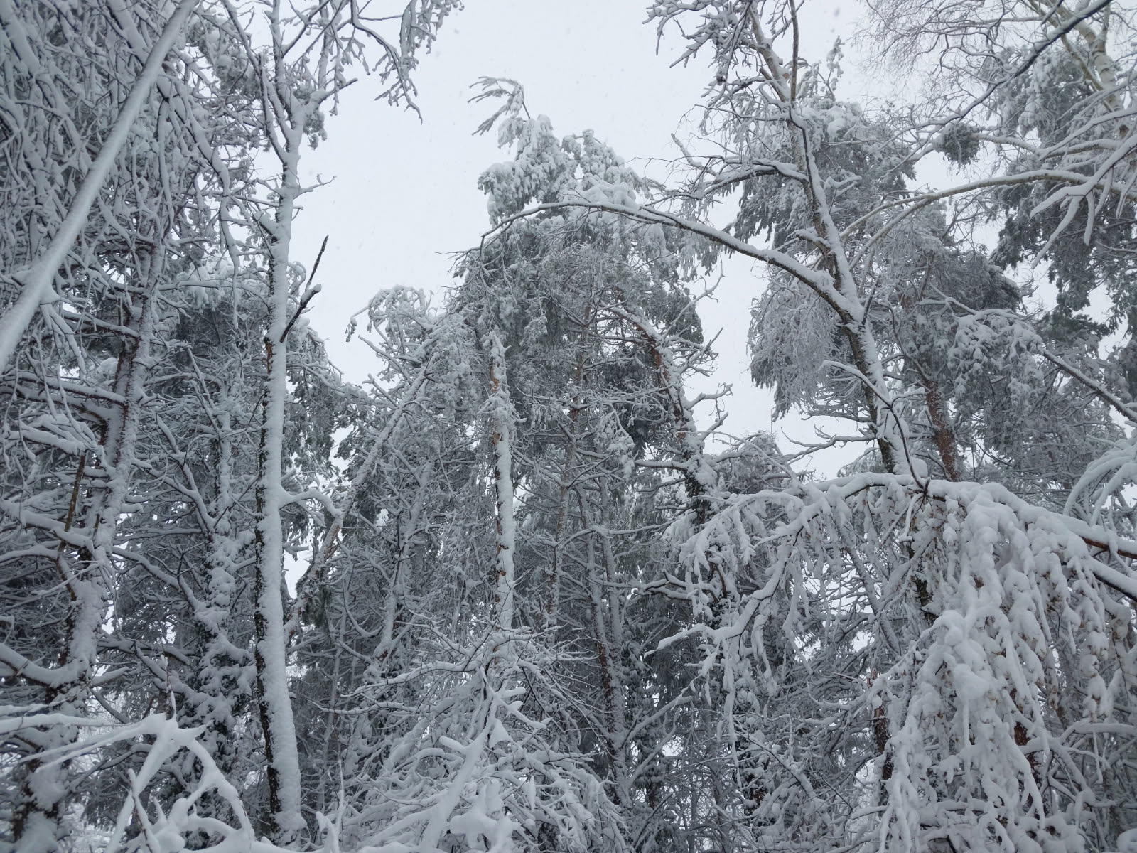 Snegolom v Murski Soboti
