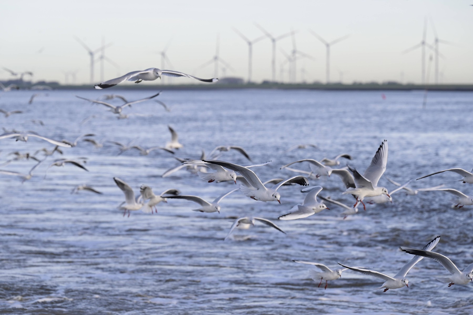 Germany, flying seagulls GERMANY, North Frisia,