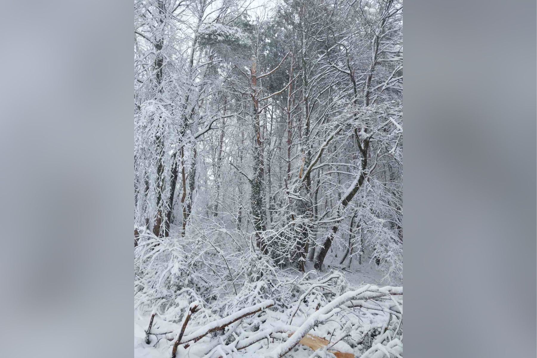 Snegolom na območju Murske Sobote