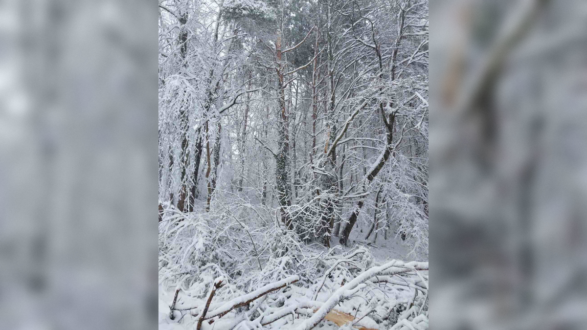 Polomljeno drevje na vzhodu Slovenije