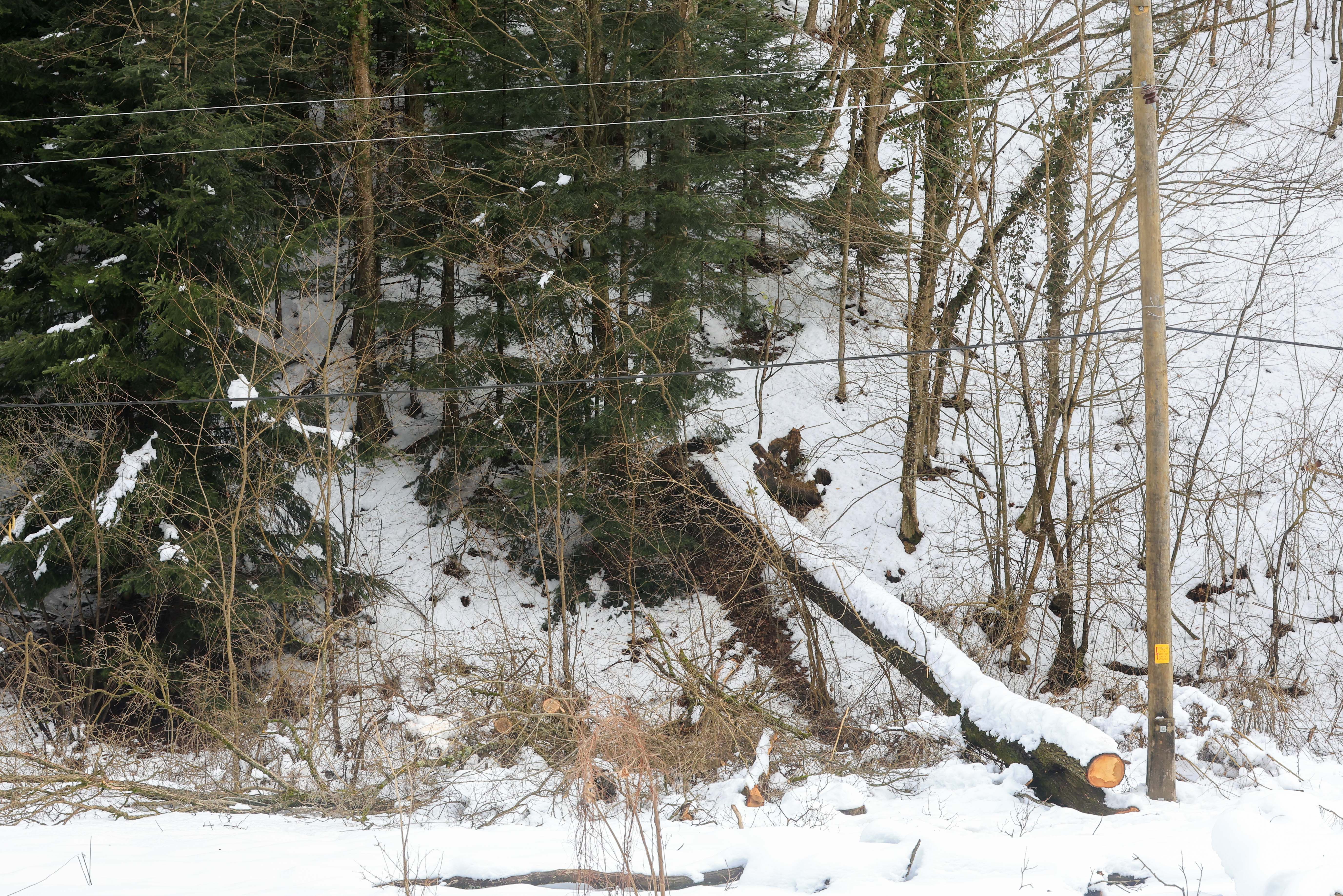 Posledice snegoloma v Cirkulanah