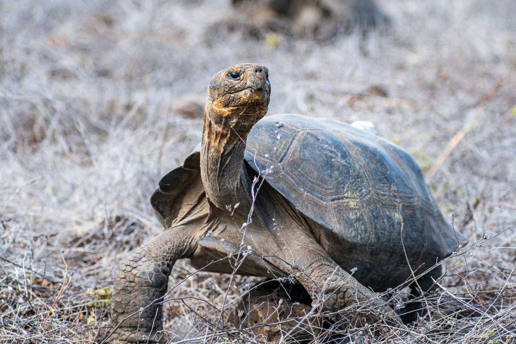 Želva, Galapagos