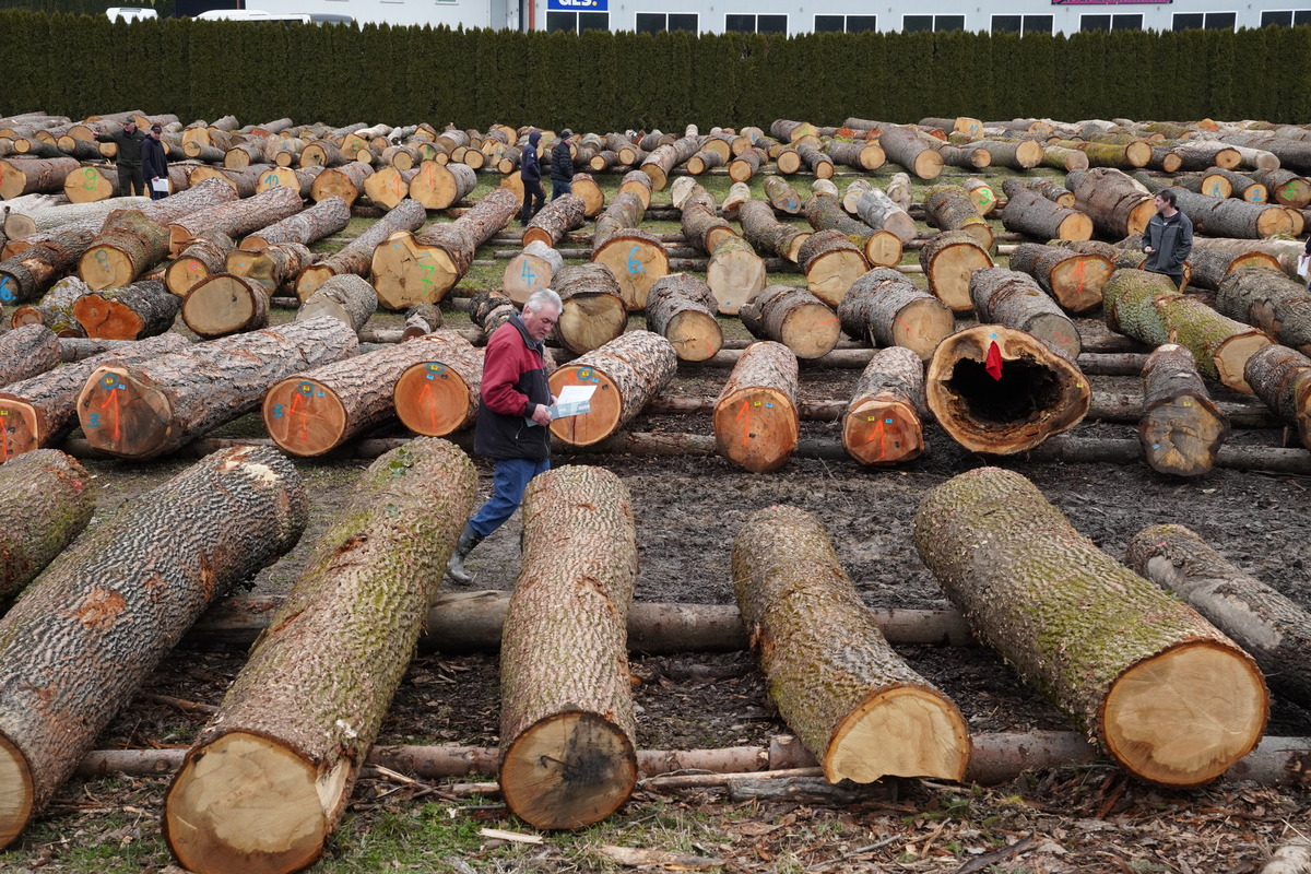 Licitacija lesa na Koroškem
