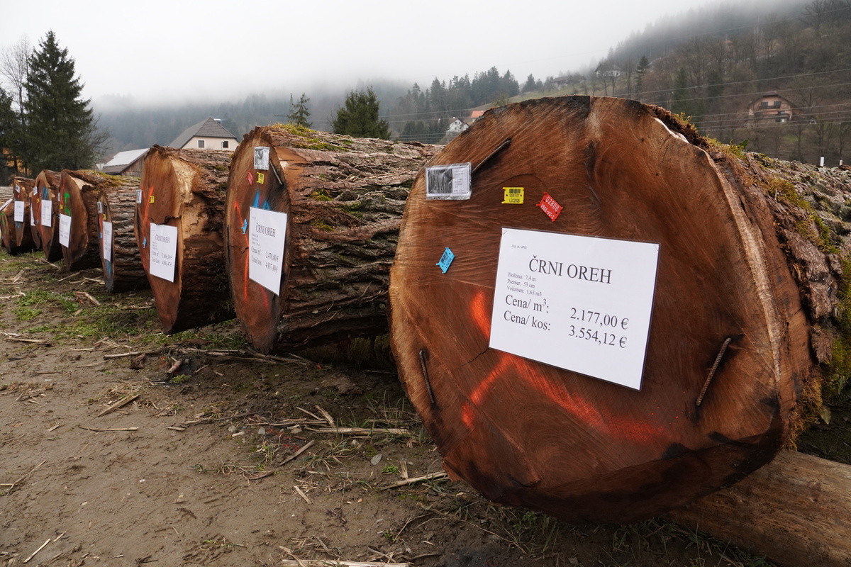 Licitacija lesa na Koroškem