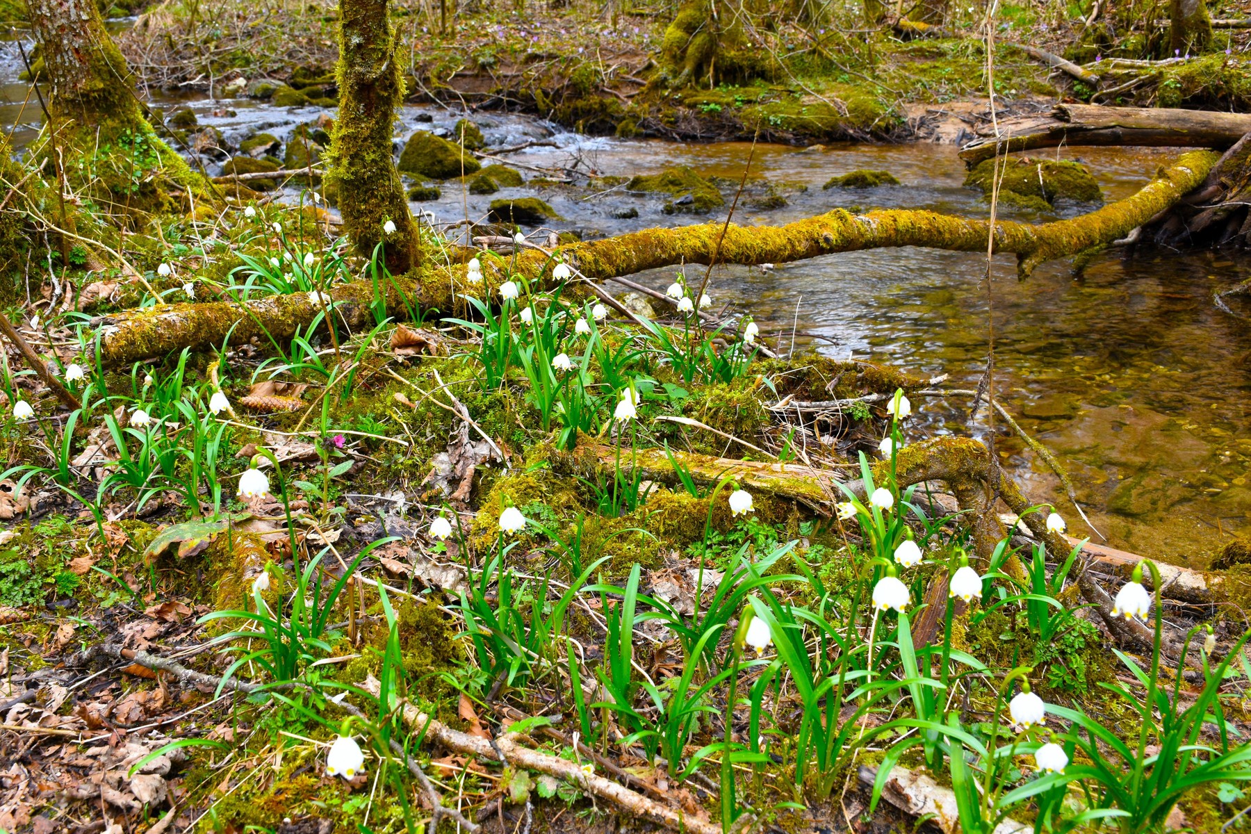 Image: 979875656, License: Royalty-free, Restrictions: , Model Release: no