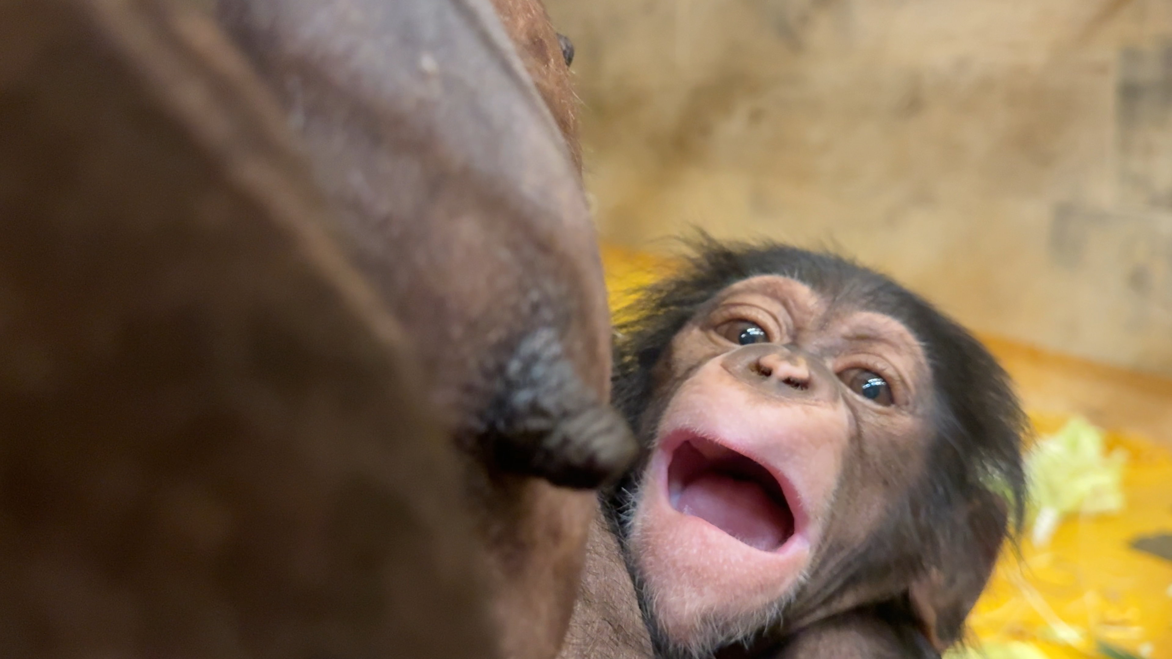Togo, šimpanzji mladič v ZOO Ljubljana, rojen 2026