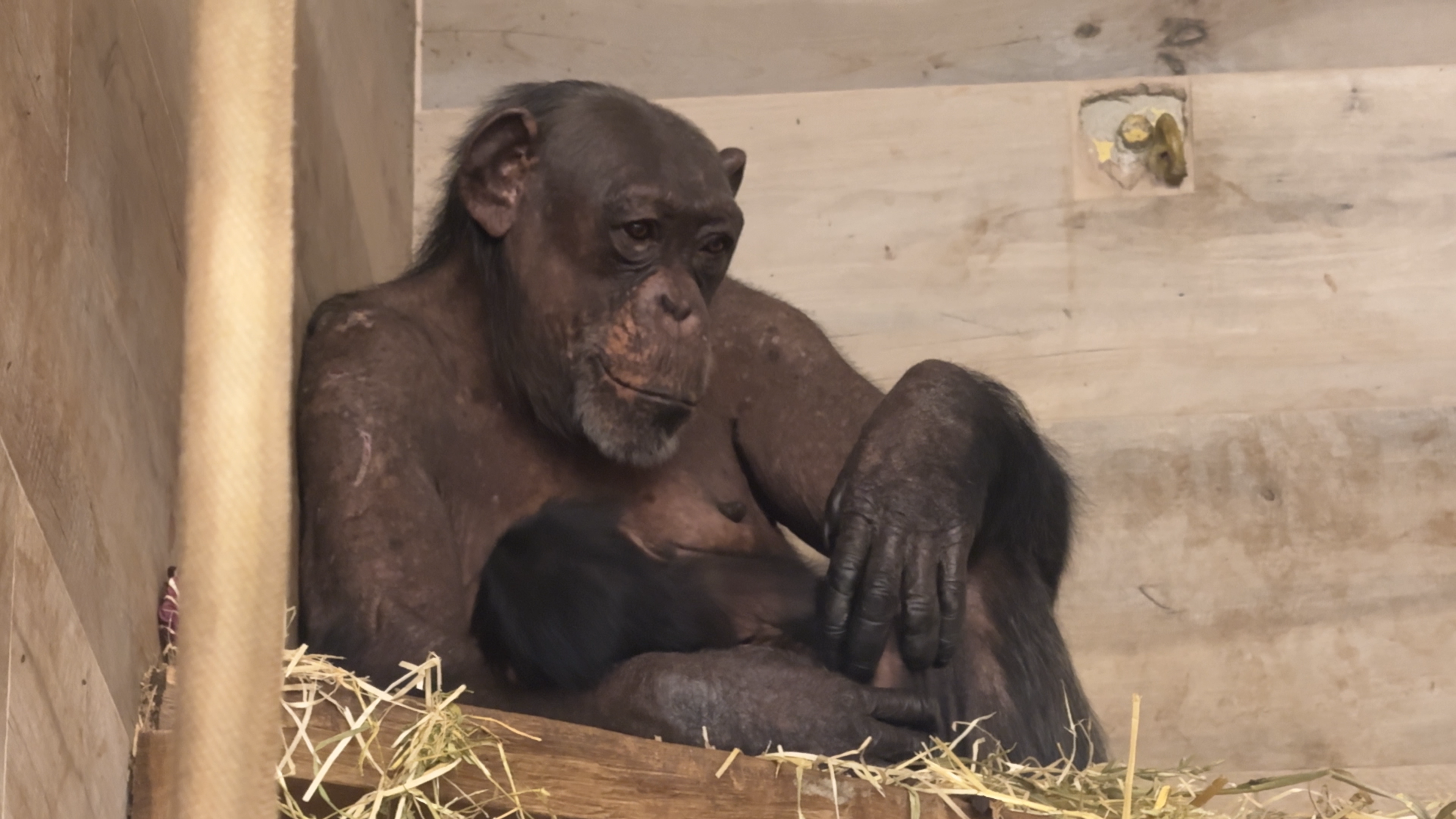 Šmpanzija Neža z novim mladičem Togom v ZOO Ljubljana, februar 2026