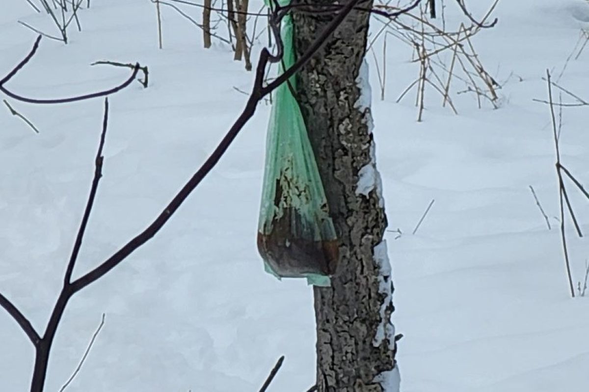 Pasji kakec v dolini Tamar