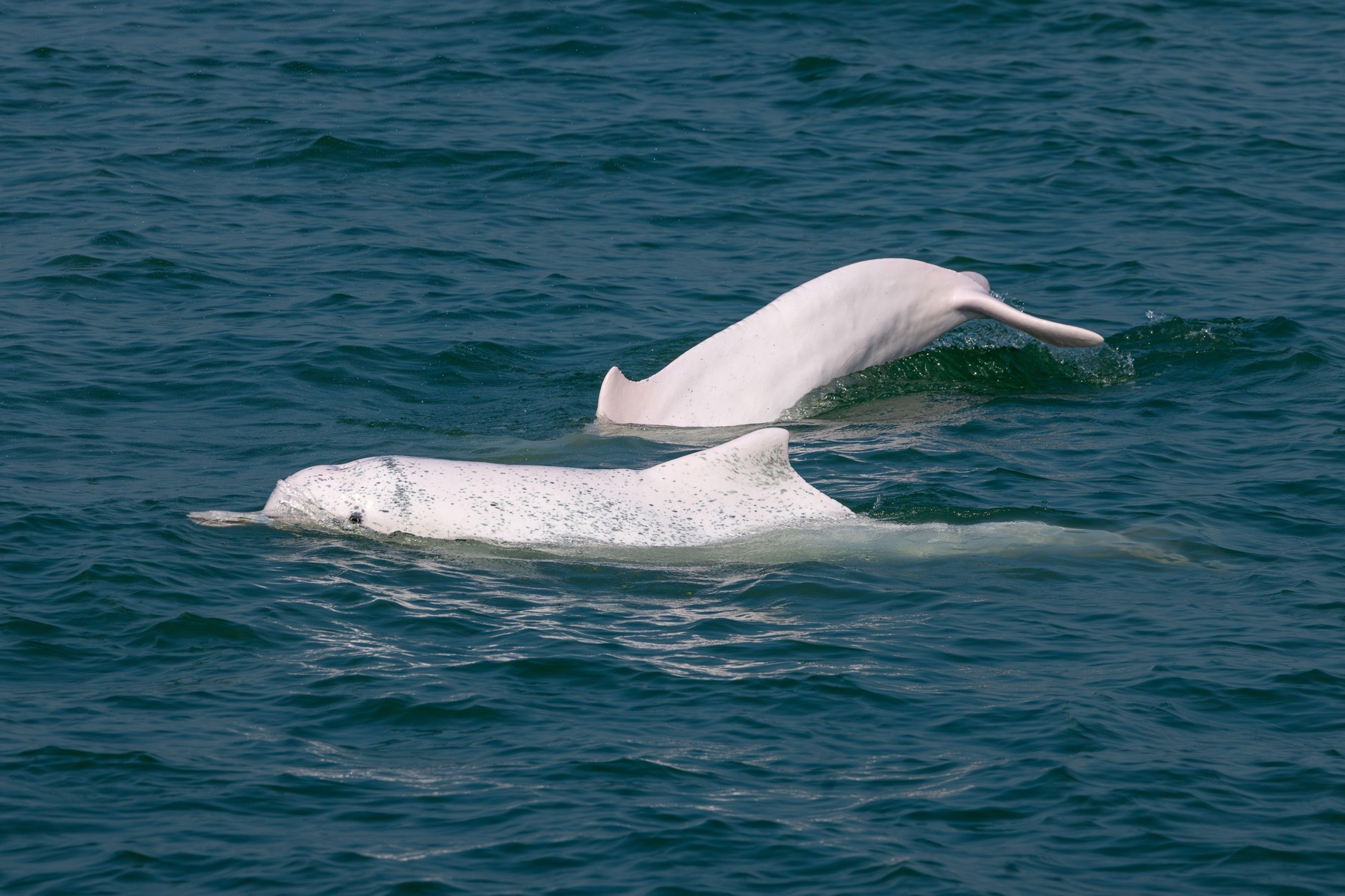Grbasti delfin v Indo-pacifiku