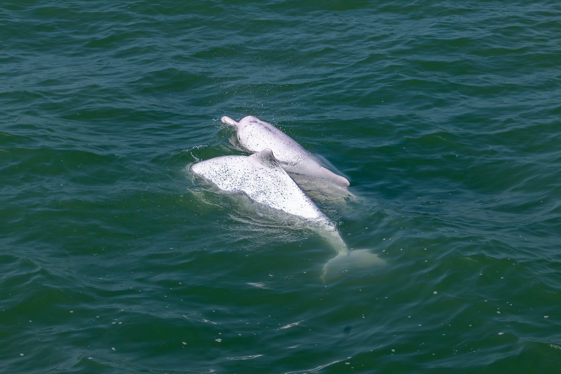 Grbasti delfin v Indo-pacifiku