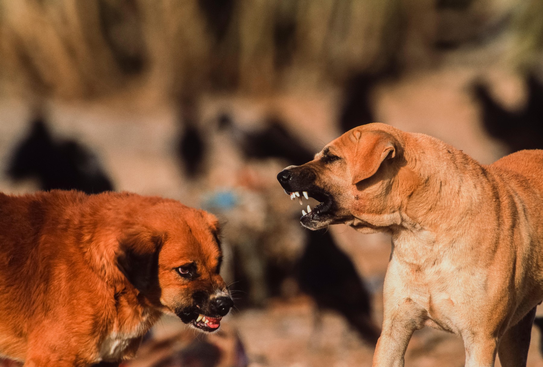 Steklina, hud pes, lajanje