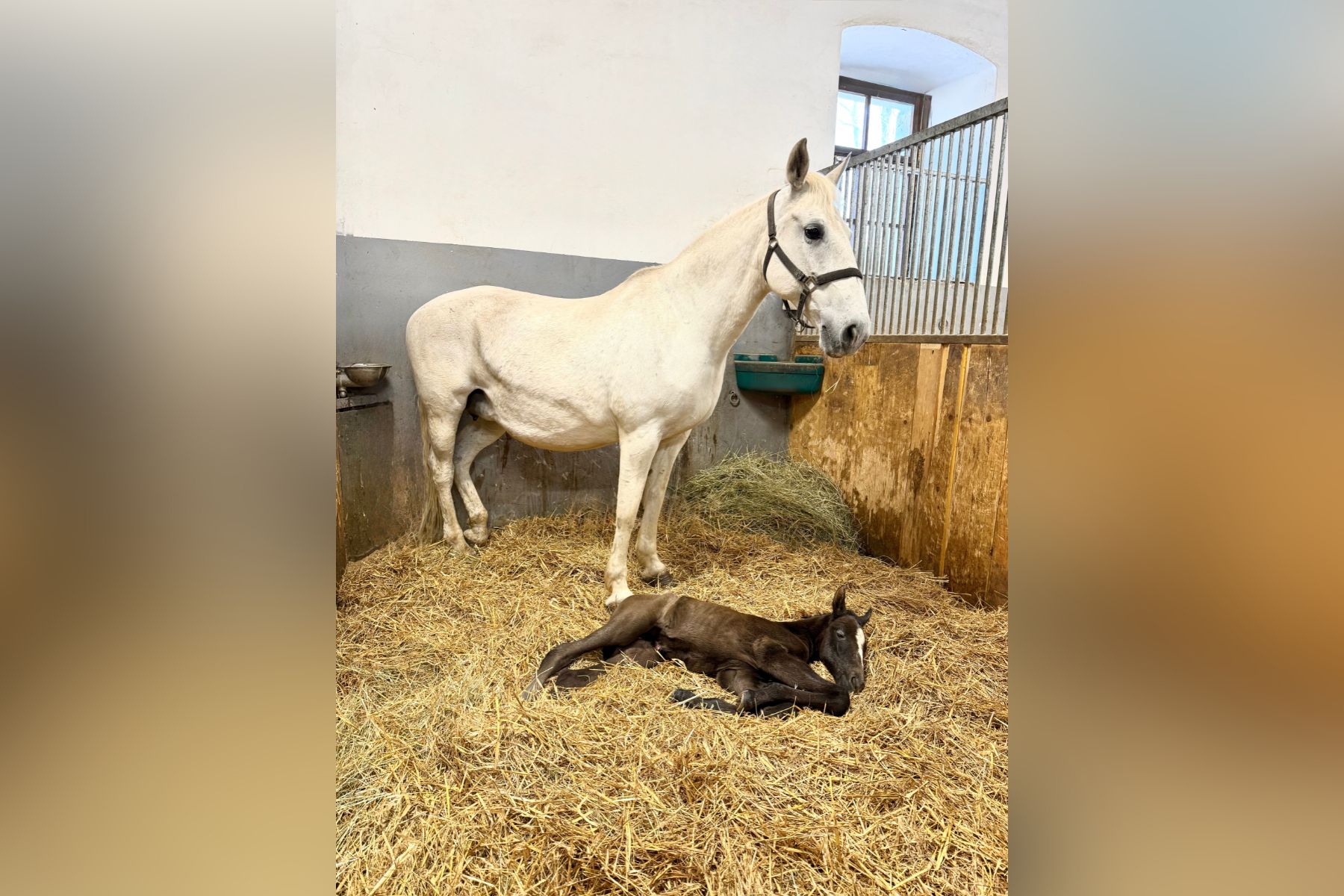 V Kobilarni Lipica so v torek pozdravili prvo letošnje žrebe