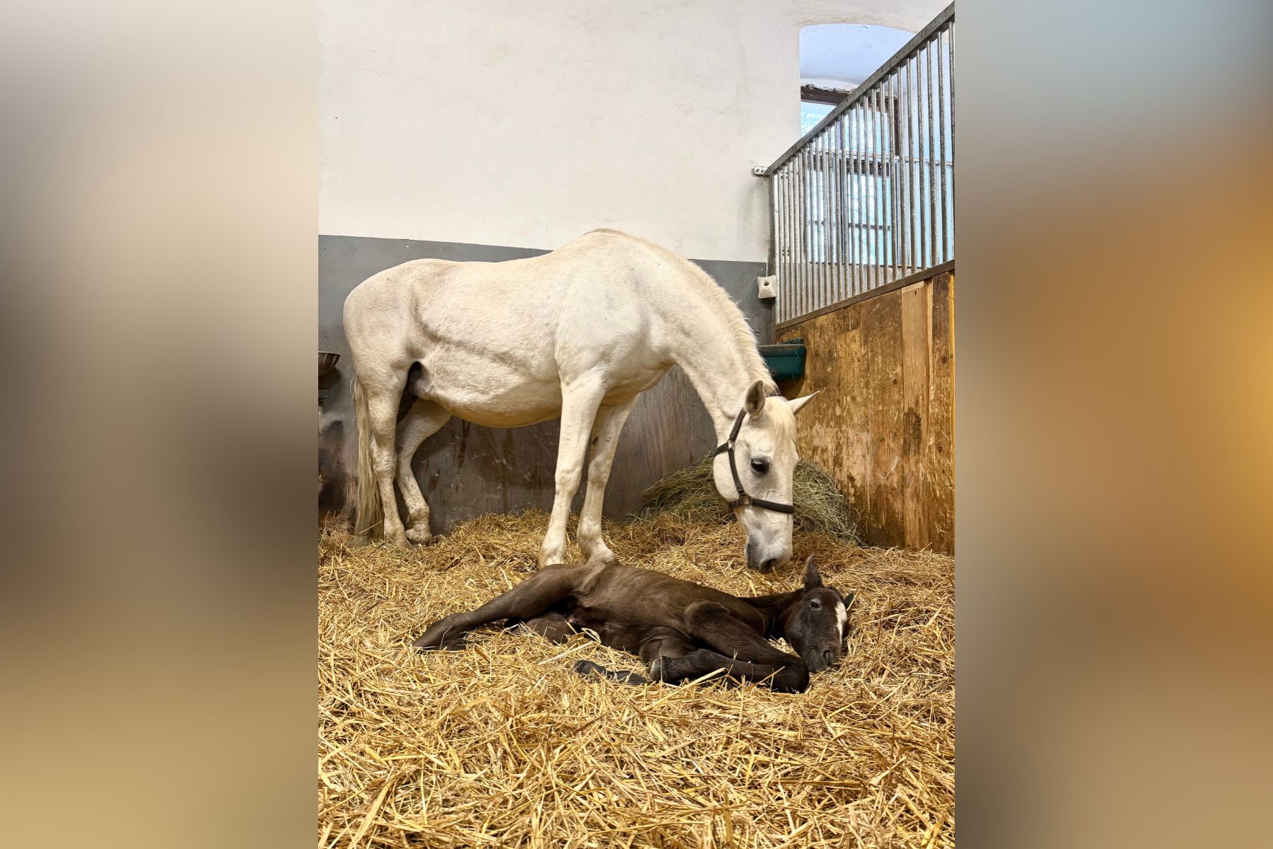 V Kobilarni Lipica so v torek pozdravili prvo letošnje žrebe