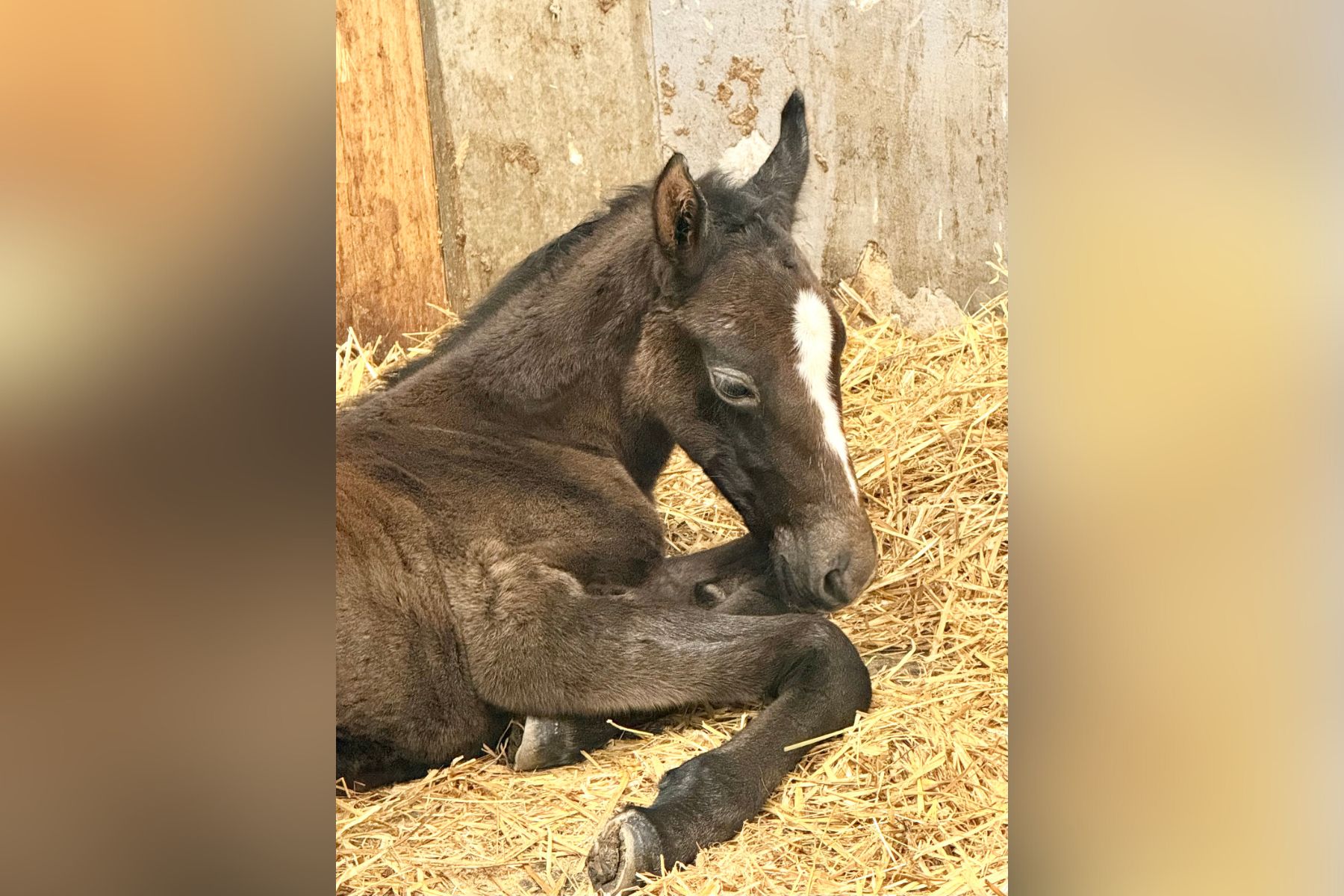 V Kobilarni Lipica so v torek pozdravili prvo letošnje žrebe