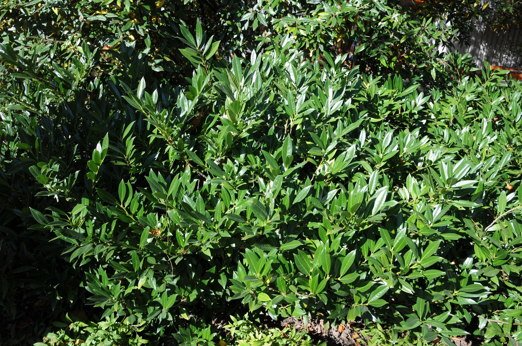 Prunus laurocerasus Otto Luyken, Kirschlorbeer,