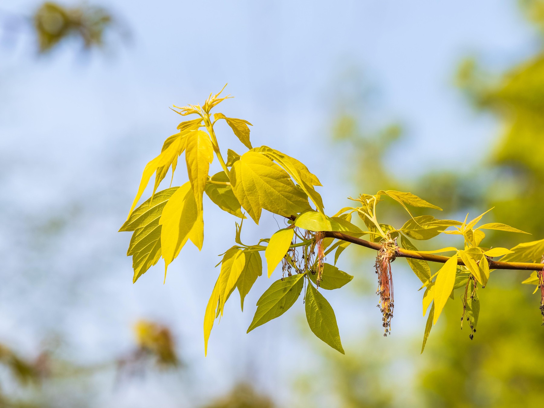 Acer negundo, Box elder, boxelder, ash-leaved and maple ash, Manitoba, elf, ashleaf maple
