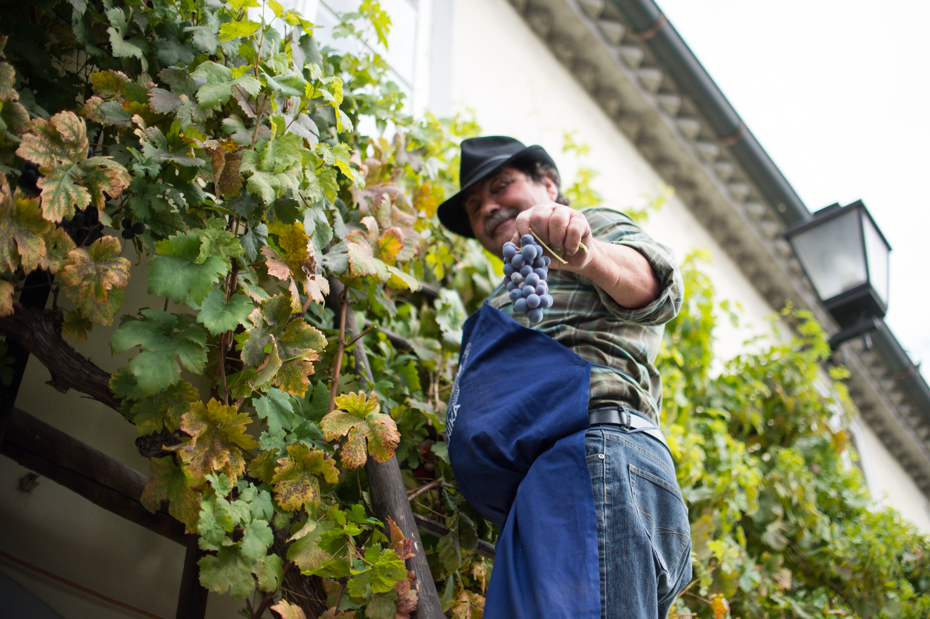 Trgatev najstarejše trte na svetu leta 2015