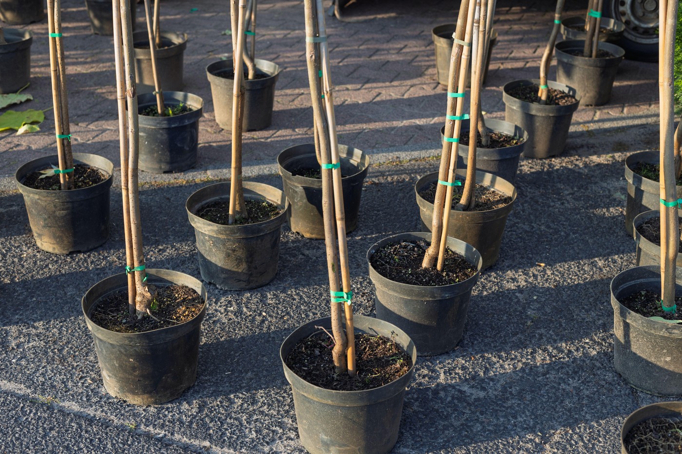 Image: 1035702181, License: Royalty-free, Restrictions: , Model Release: no