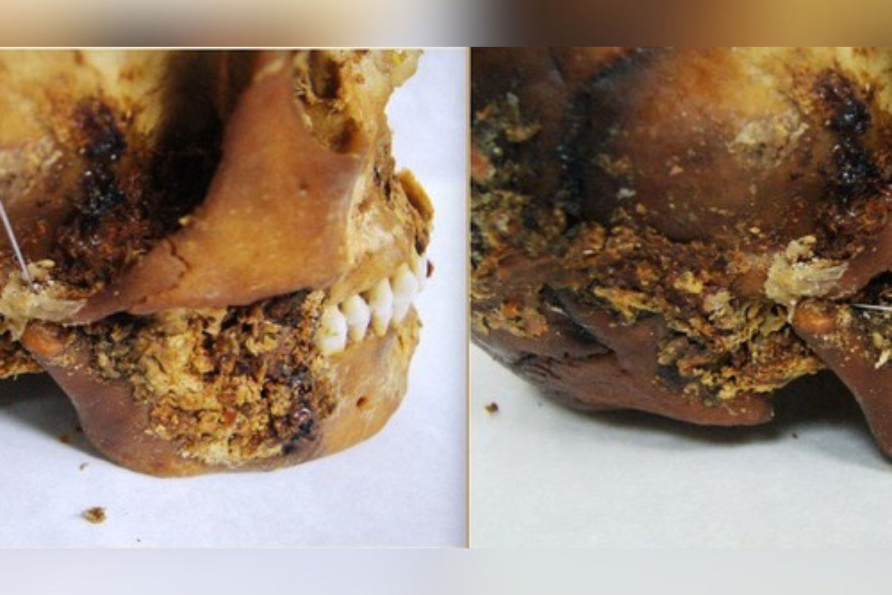 2.500 let stara lobanja