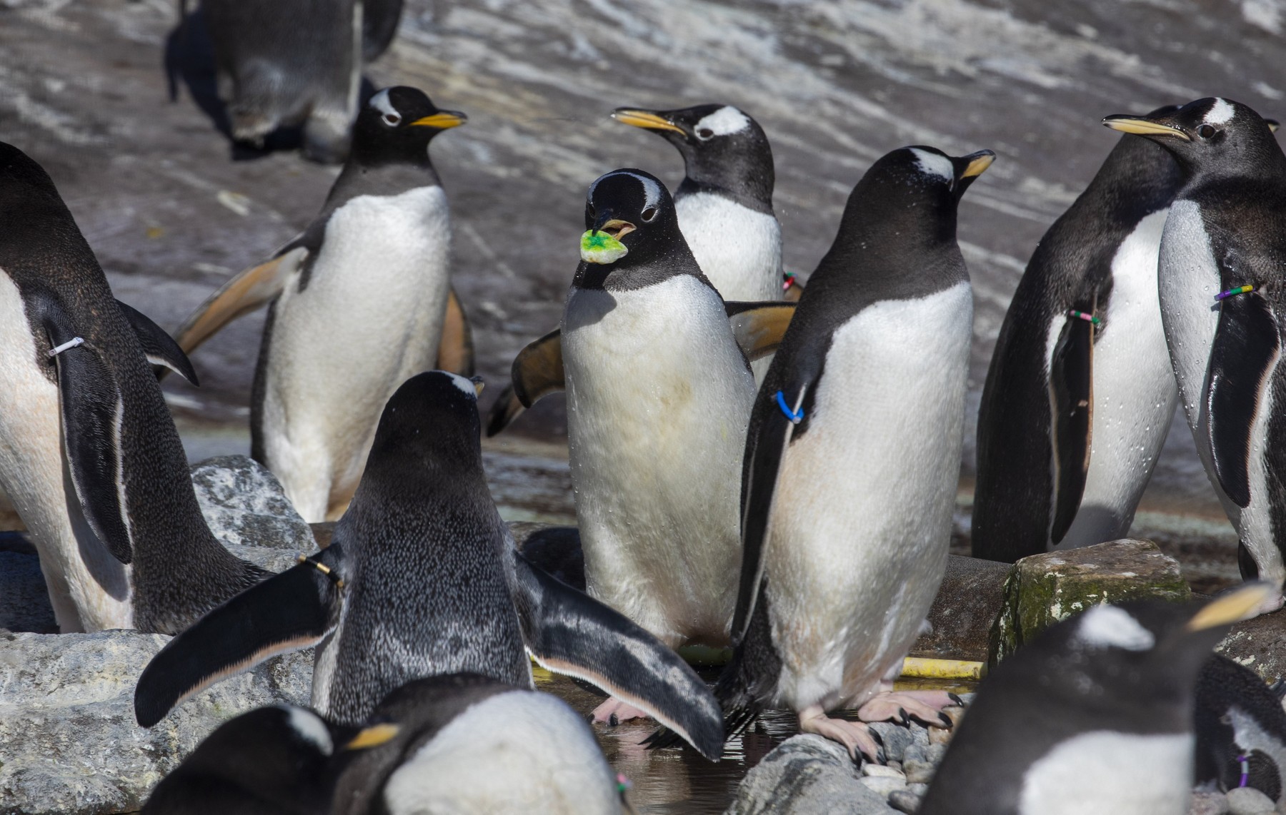 Pingvini v edinburškem živalskem vrtu izbirajo pisane kamenčke