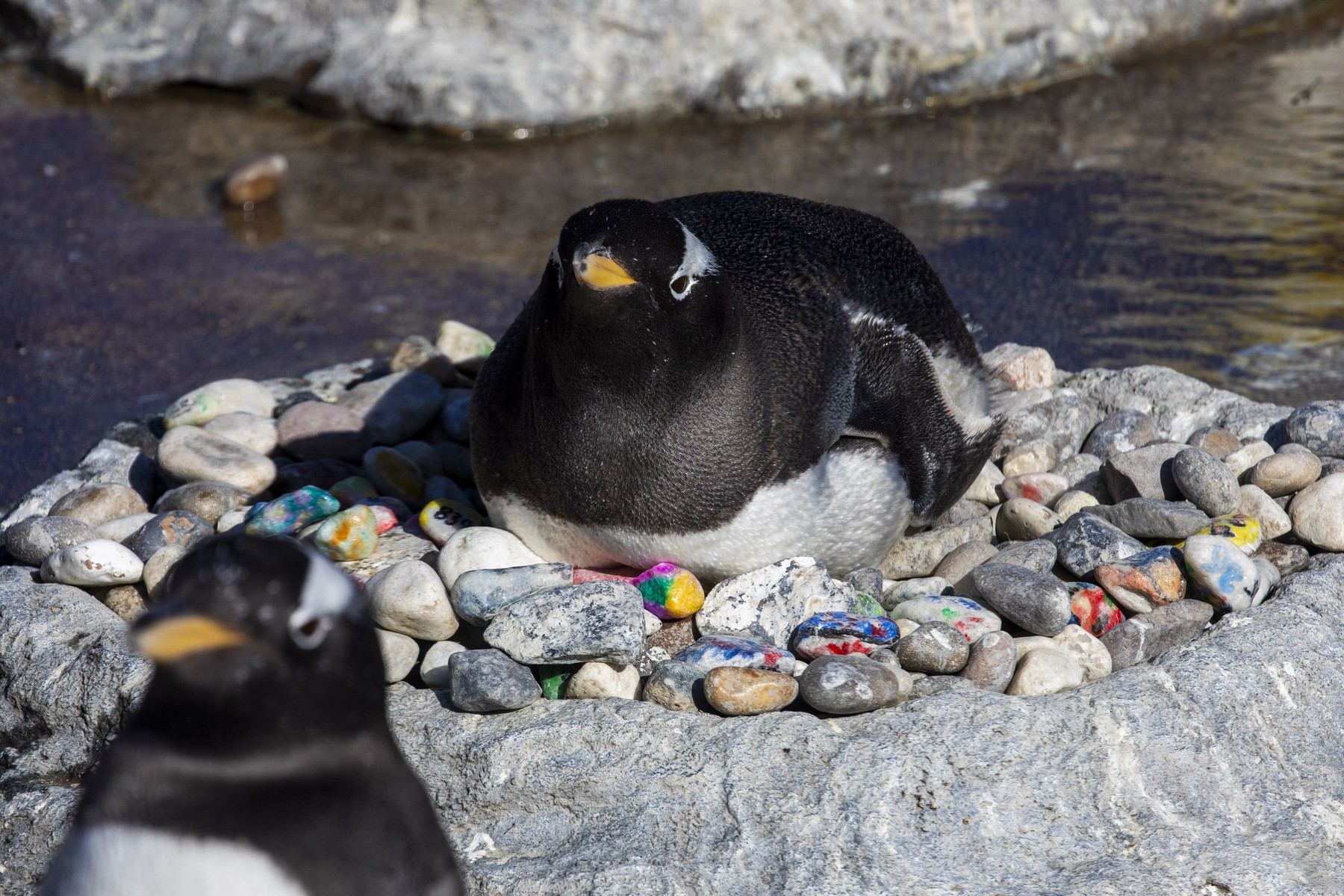 Pingvini v edinburškem živalskem vrtu izbirajo pisane kamenčke