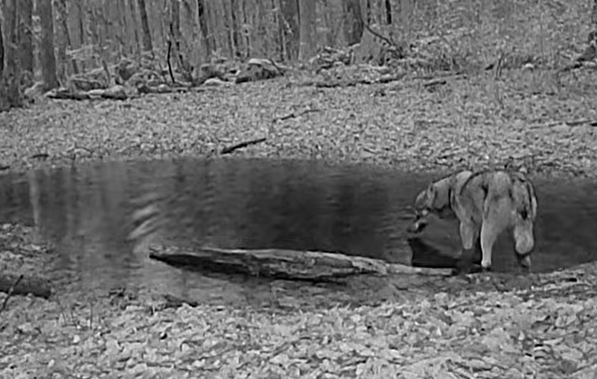 posnetek volka na napajališču v kočevskih gozdovih