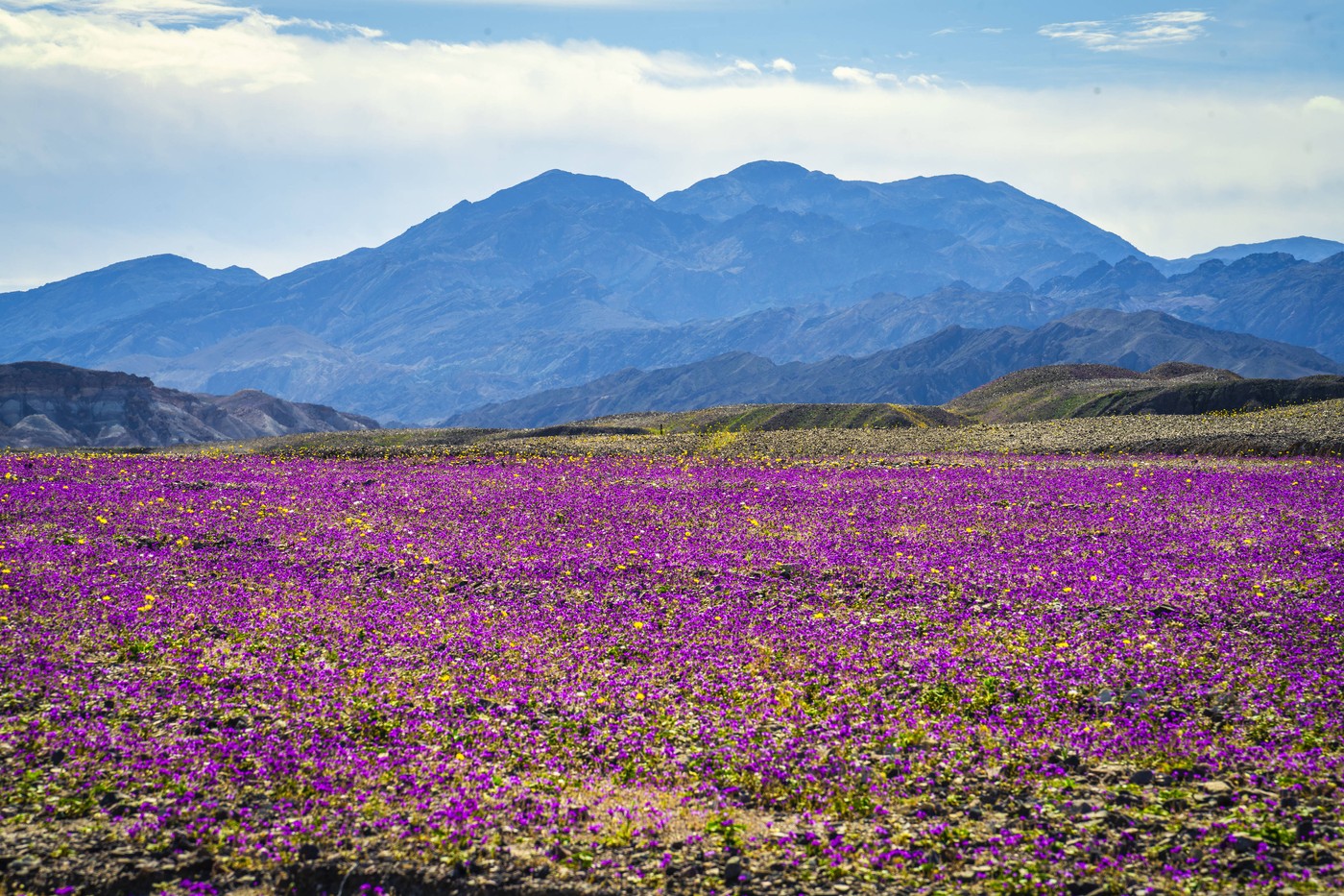 Dolina smrti v cvetju