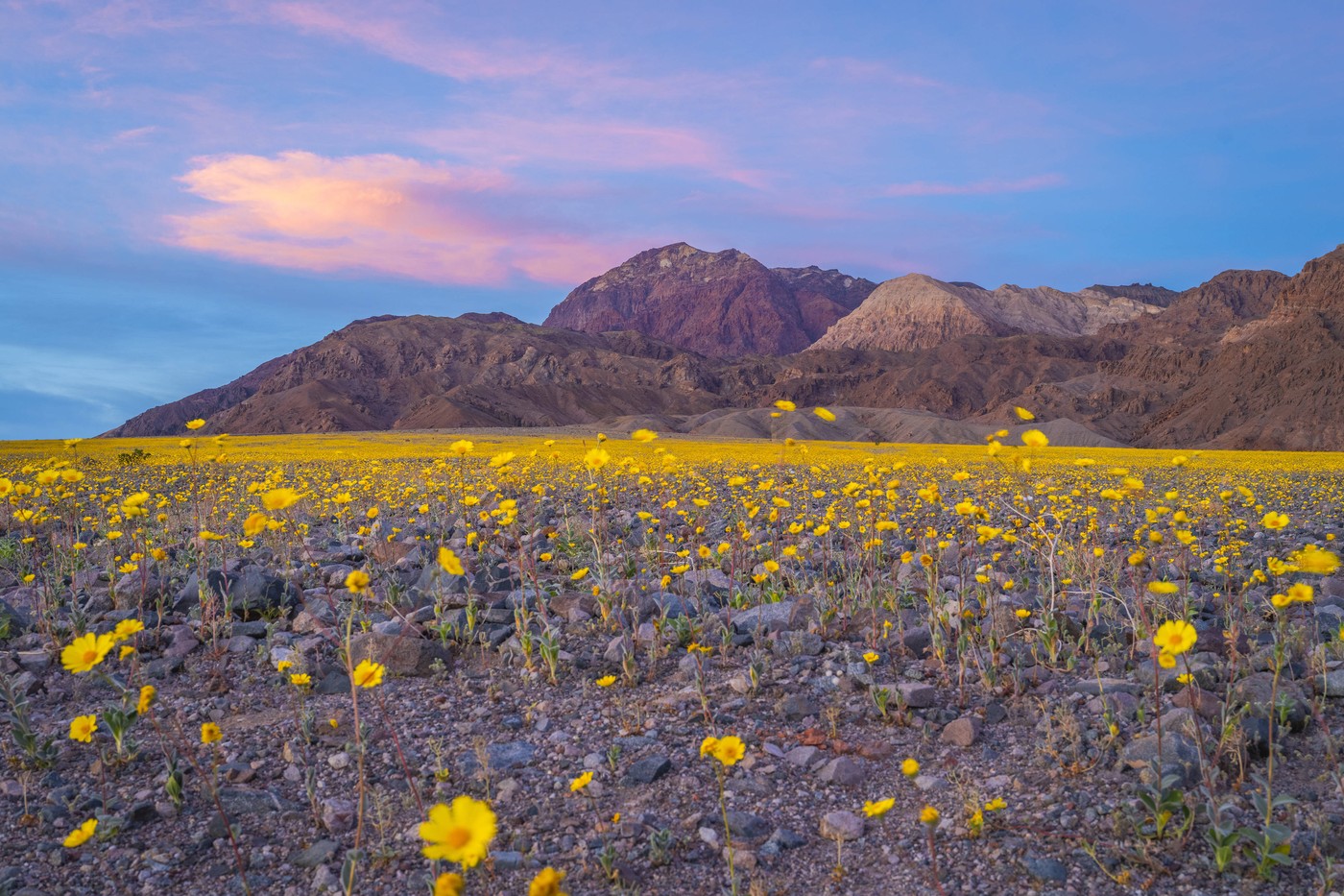 Dolina smrti v cvetju