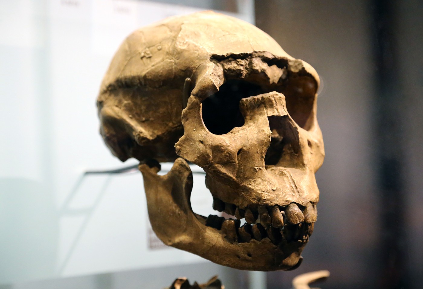 lobanja Homo Erectusa, TuRkana boy, deček iz Turkane