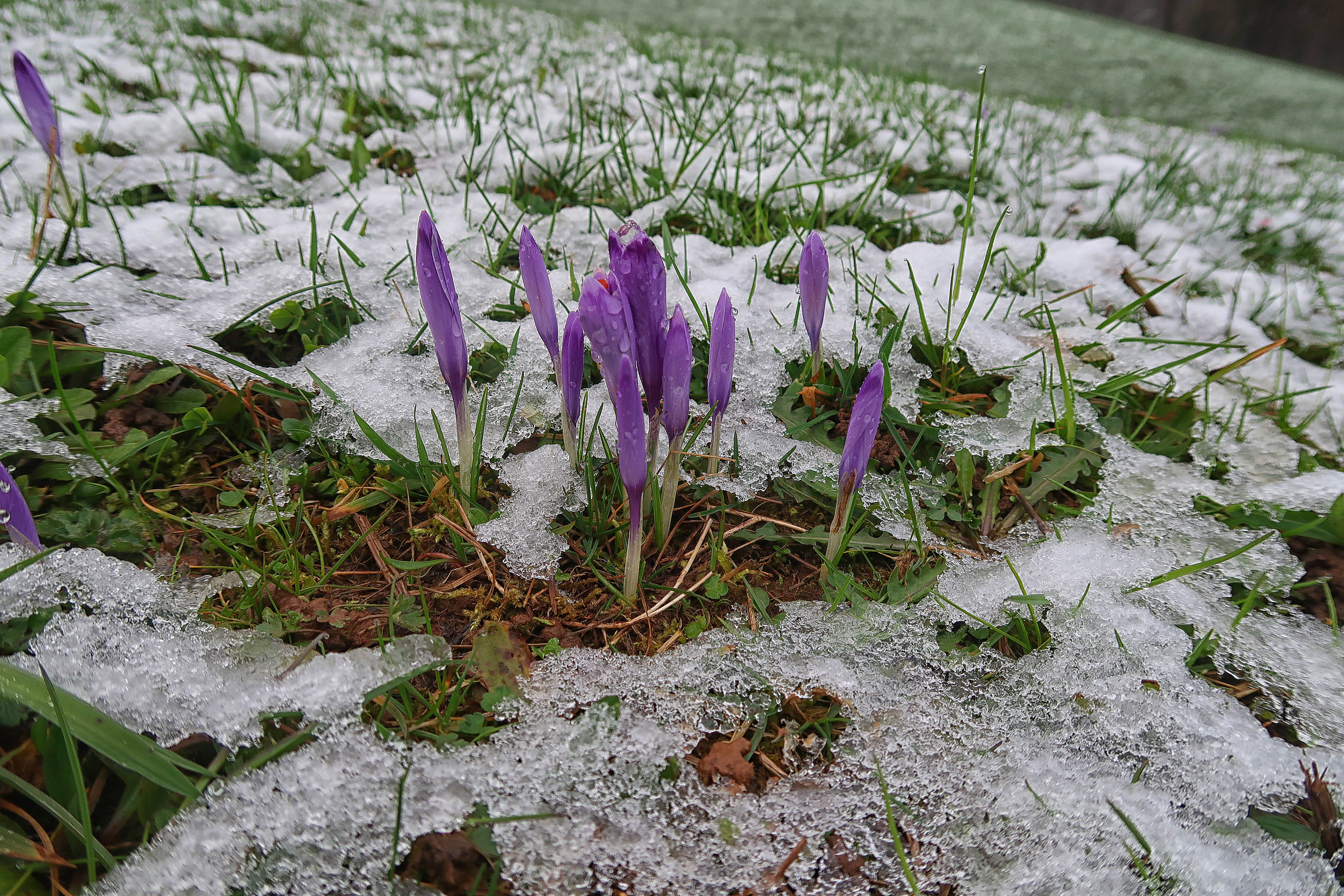 Slovenija, Studenčice 08.03.2024, 08.marec 2024Višjke ležeče predele je ponoči pobelil sneg. narava vreme Foto:BOBO