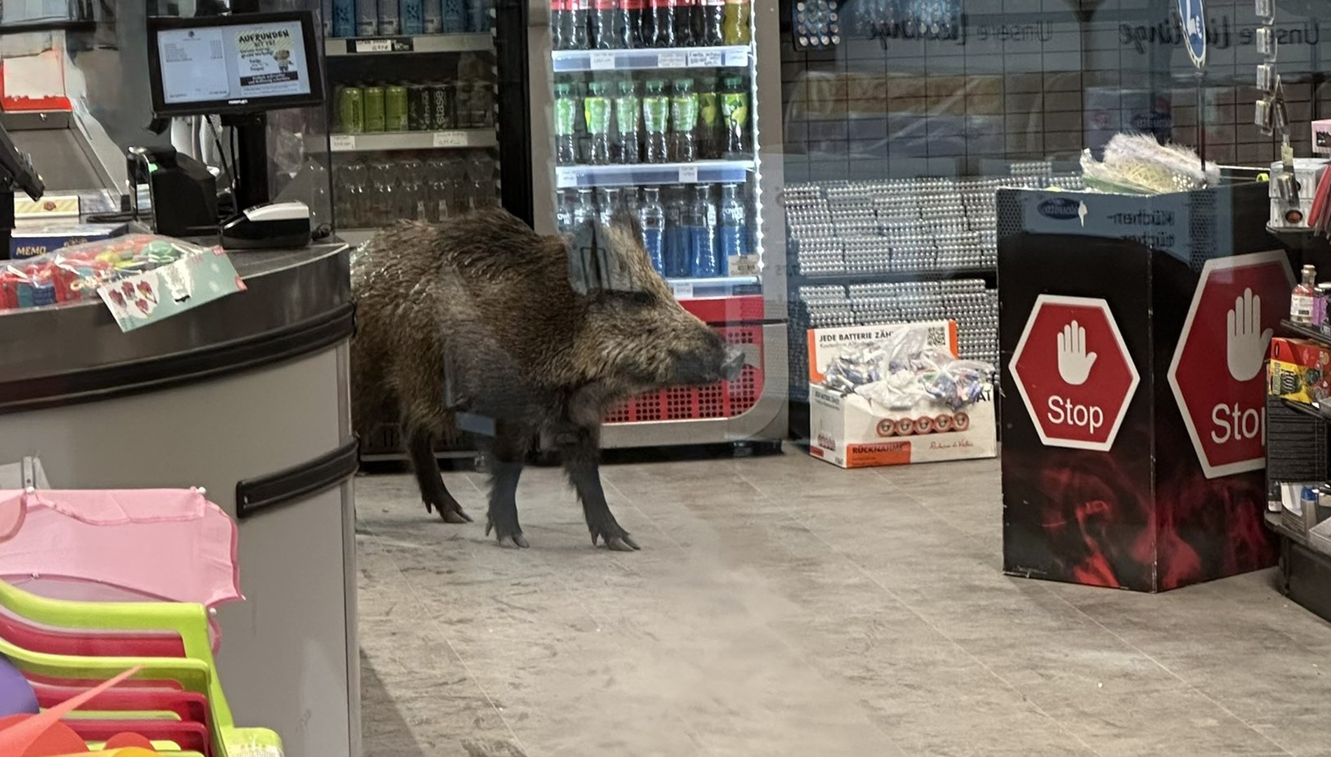 Divja svinja v Berlinu