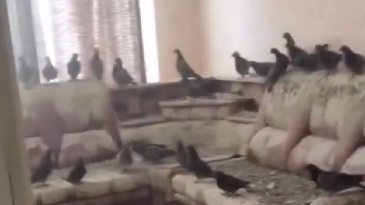 golobi so naselili prazno stanovanje v Rusiji