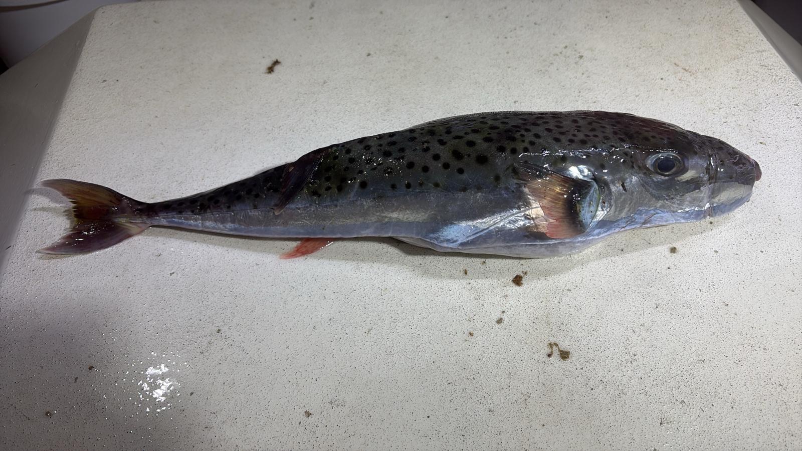 Srebrnoproga napihljivka