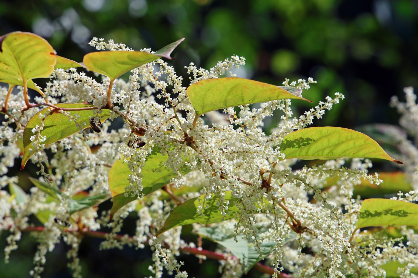 cvetovi japonskega dresnika Reynoutria japonica