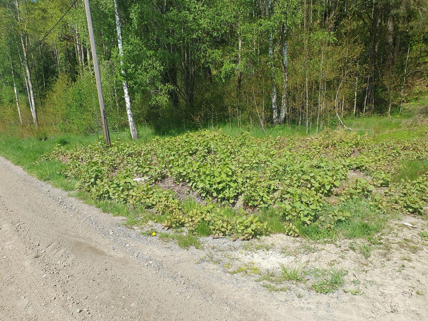 rastiče japonskega dresnika, Reynoutria japonica