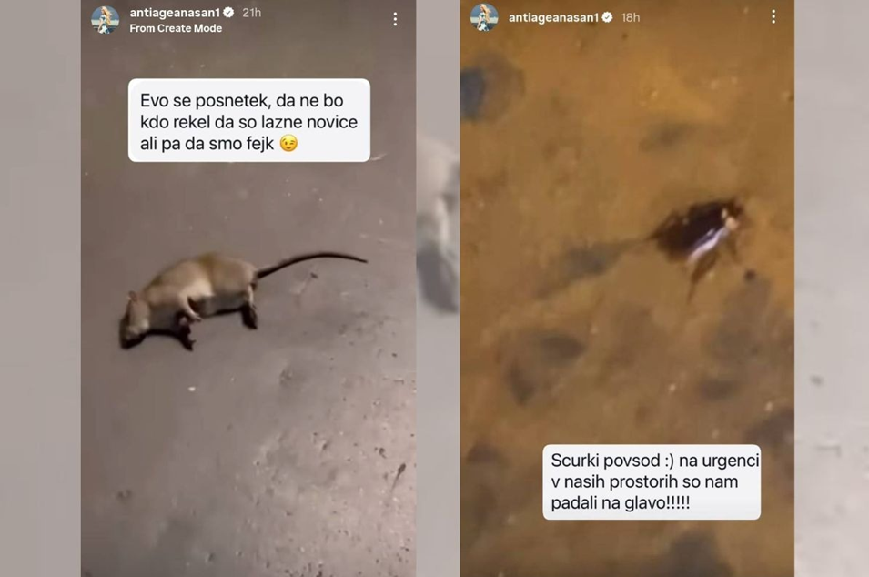 klinični center podgane