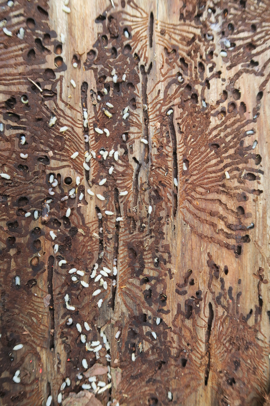 osmerozobi smrekov lubadar_Marjan Grah_za splet.JPG