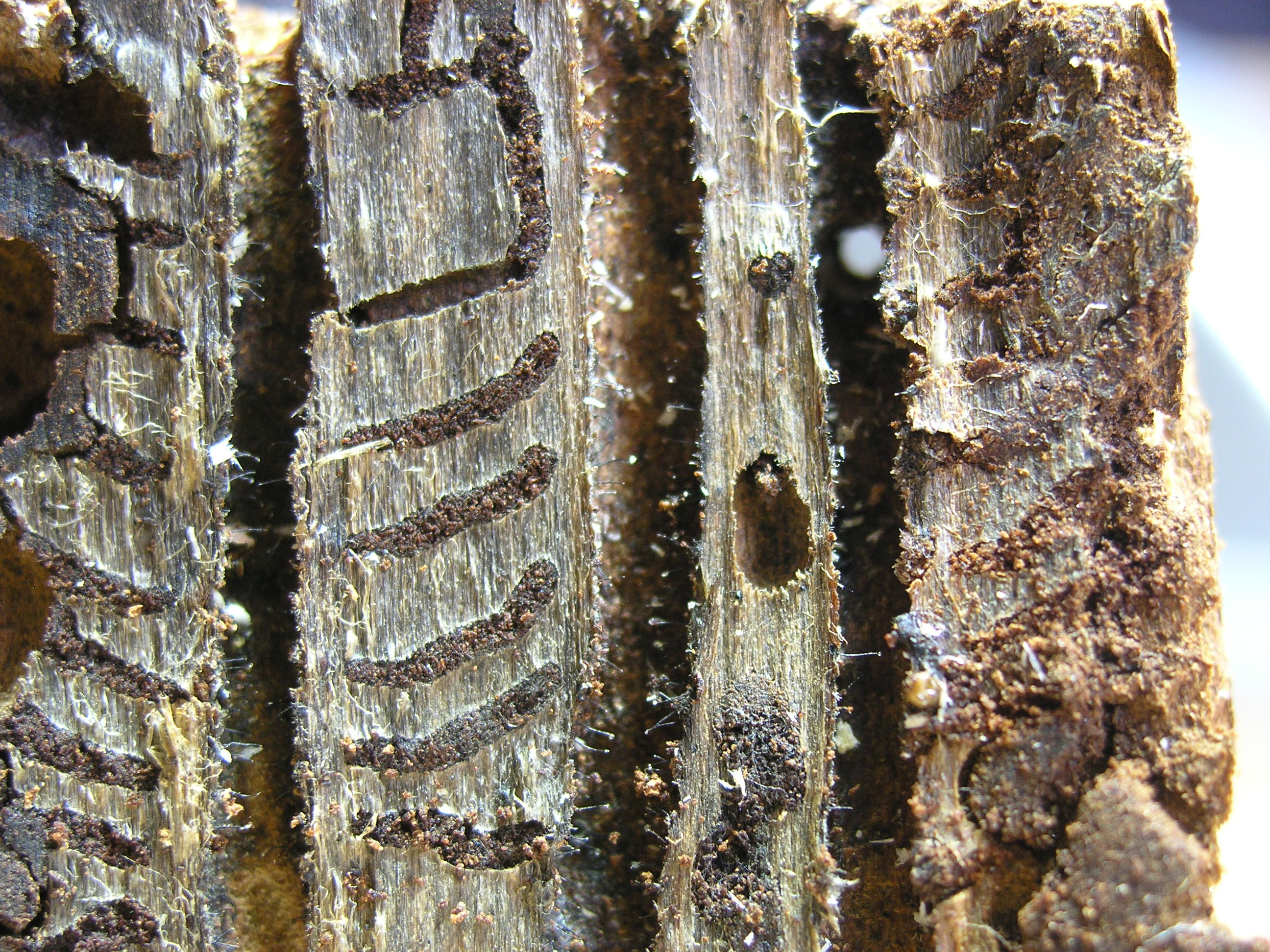 Rovni sistem podlubnik smreka_Andreja Neve Repe (1).JPG