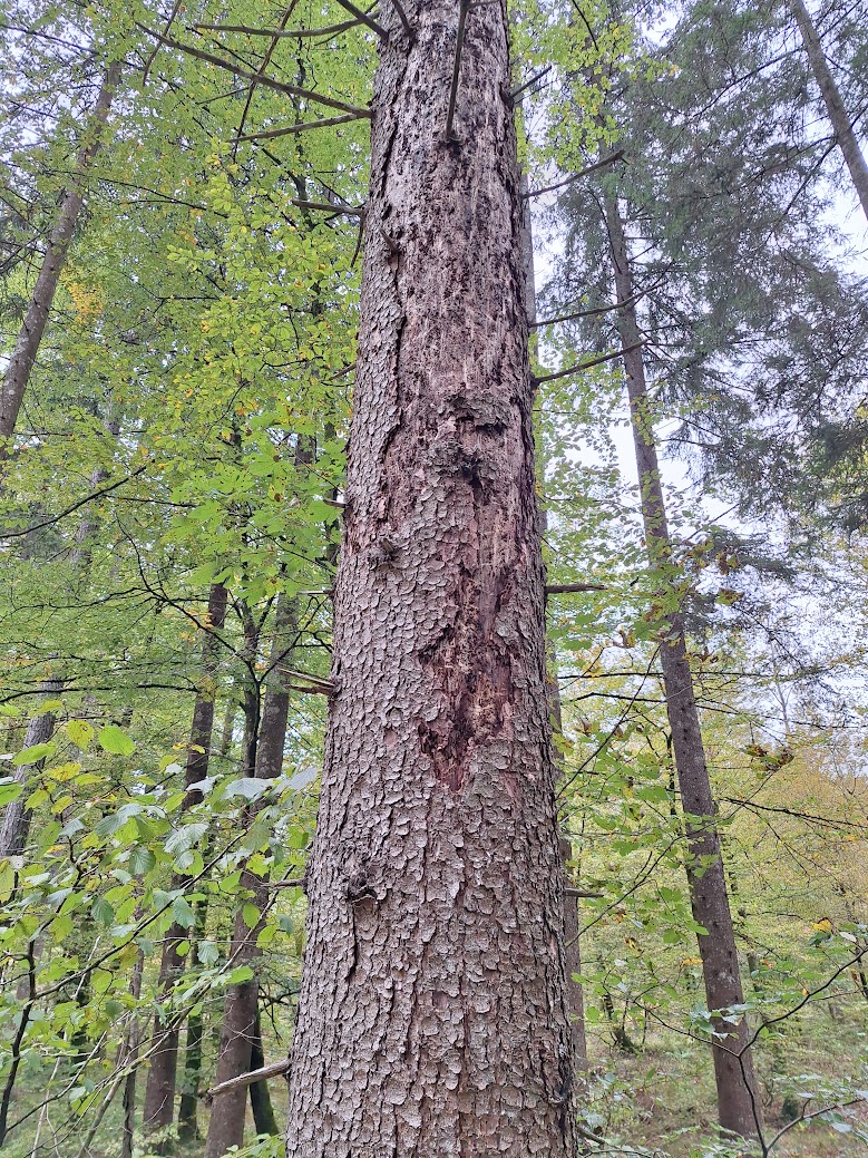 Odpadanje skorje smreka_Kolšek_ZGS.jpg podlubnik