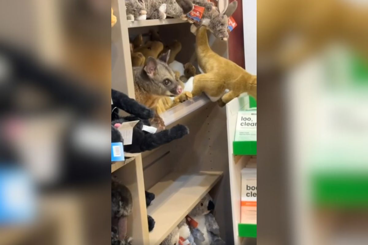 Oposum na letališču v Tasmaniji