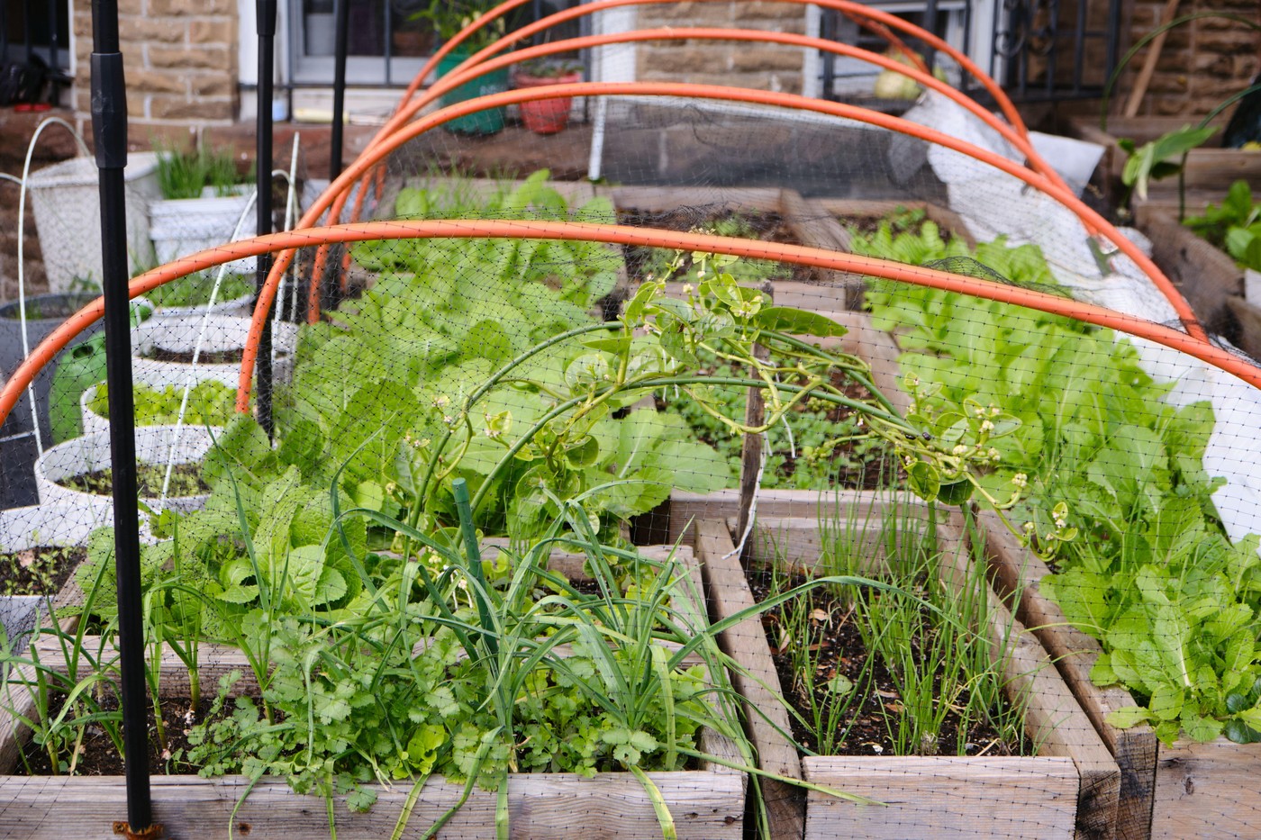 vrtiček z zelenjavo posejano v koritih