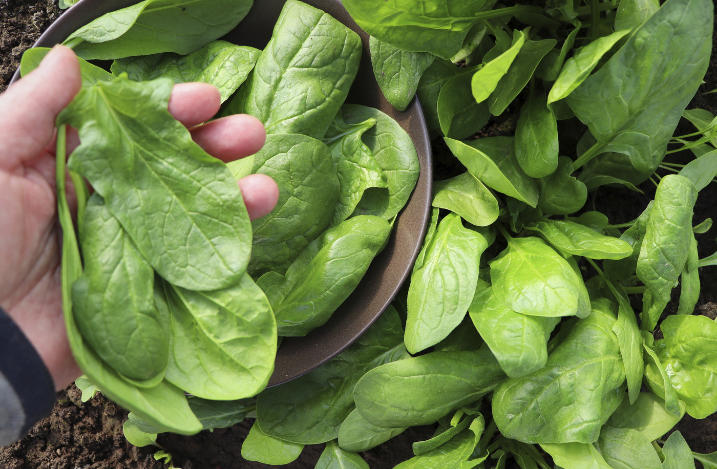 vrtnar z listi špinače v roki