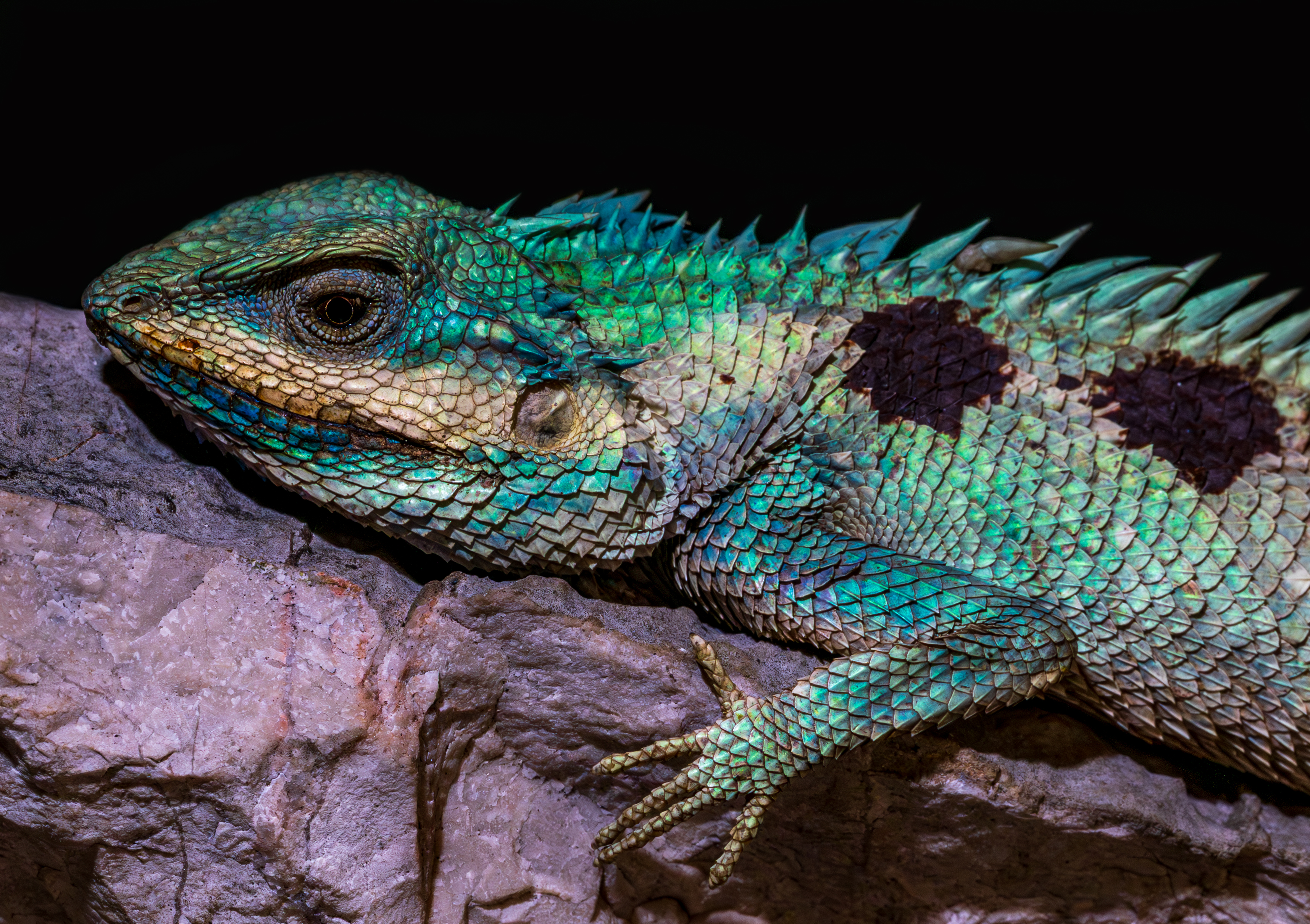 V kamboških jamah odkrili nove vrste: Phnom Laang Spean Battambang