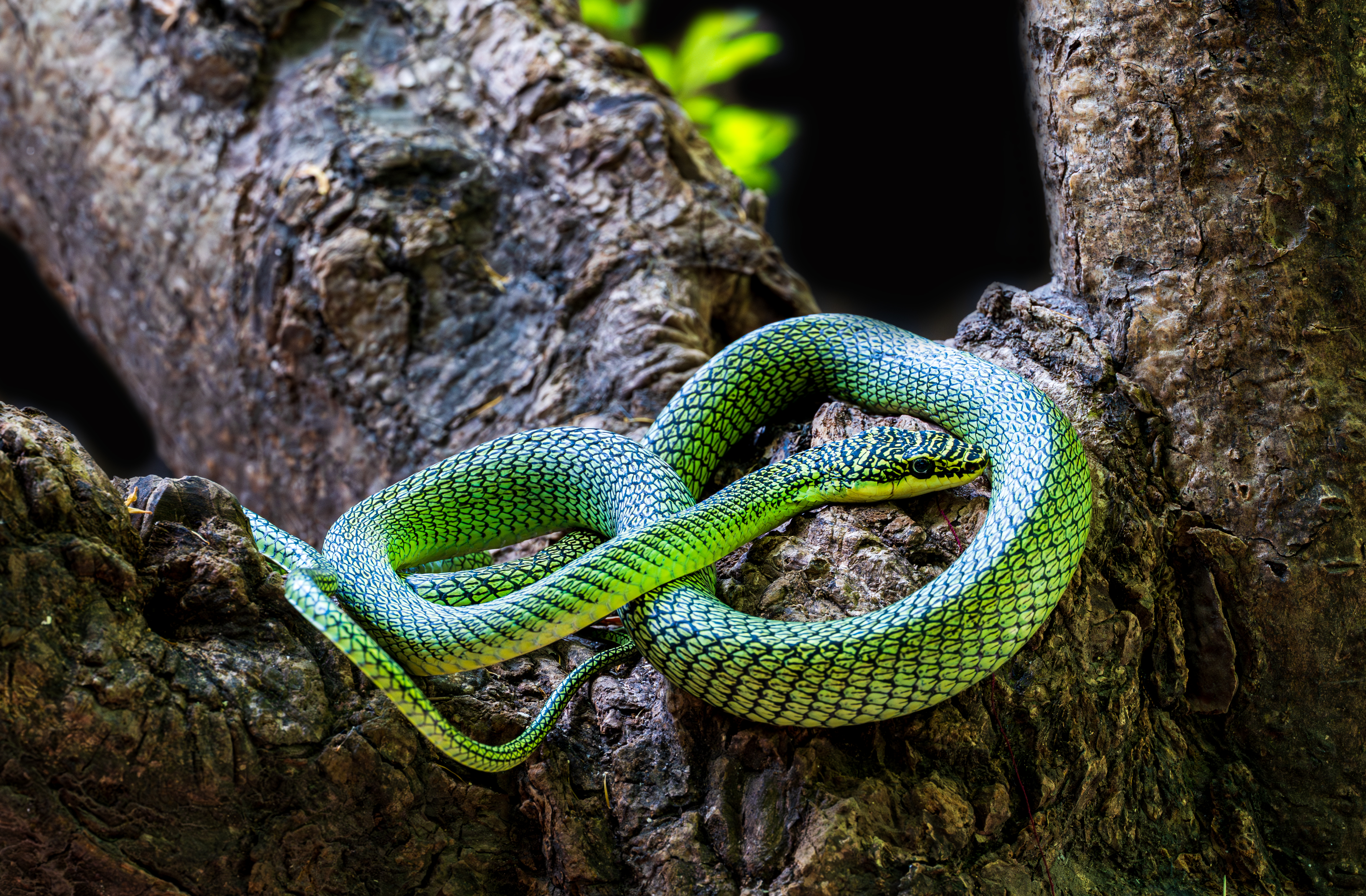 Phnom Tamoa Zoo v Kambodži