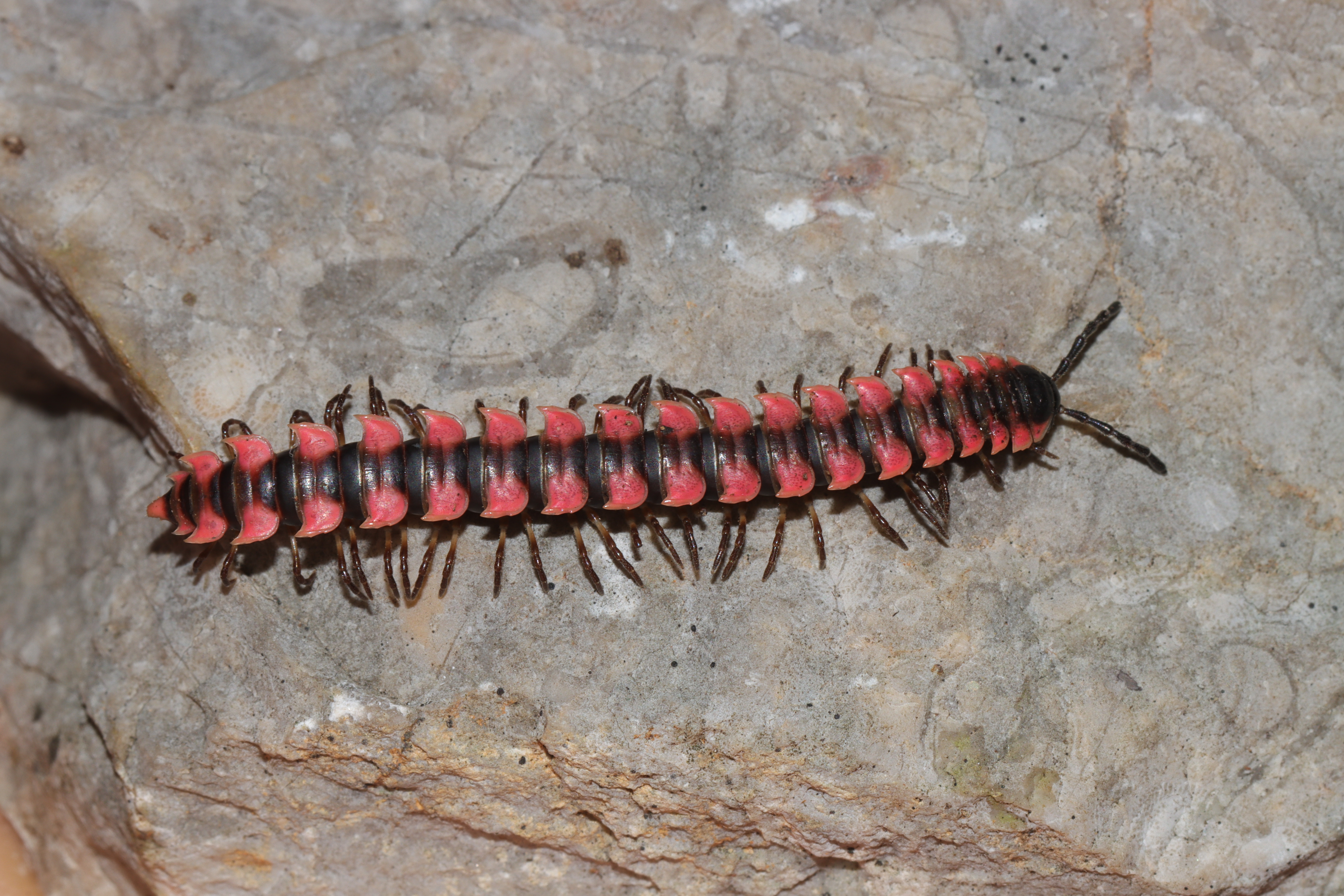 V Kambodži odkrili nove živalske vrste