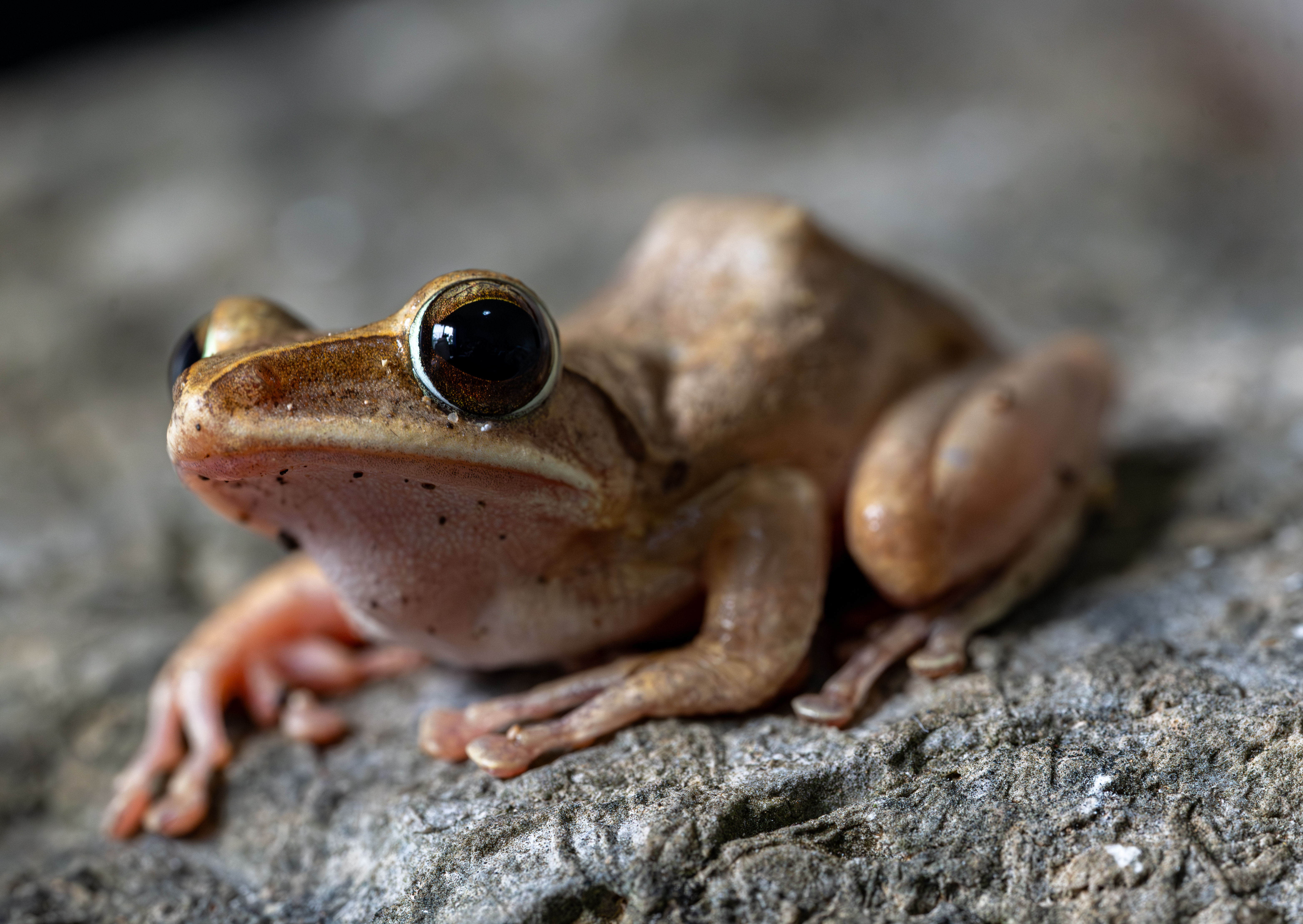 V Kambodži odkrili nove živalske vrste