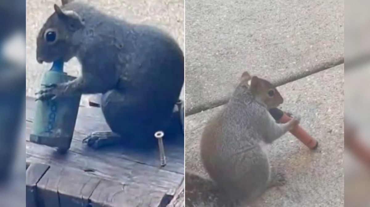 sive veverice z odvrženimi e-cigaretami s sadnim vonjem, za katere mislijo, da so hrana