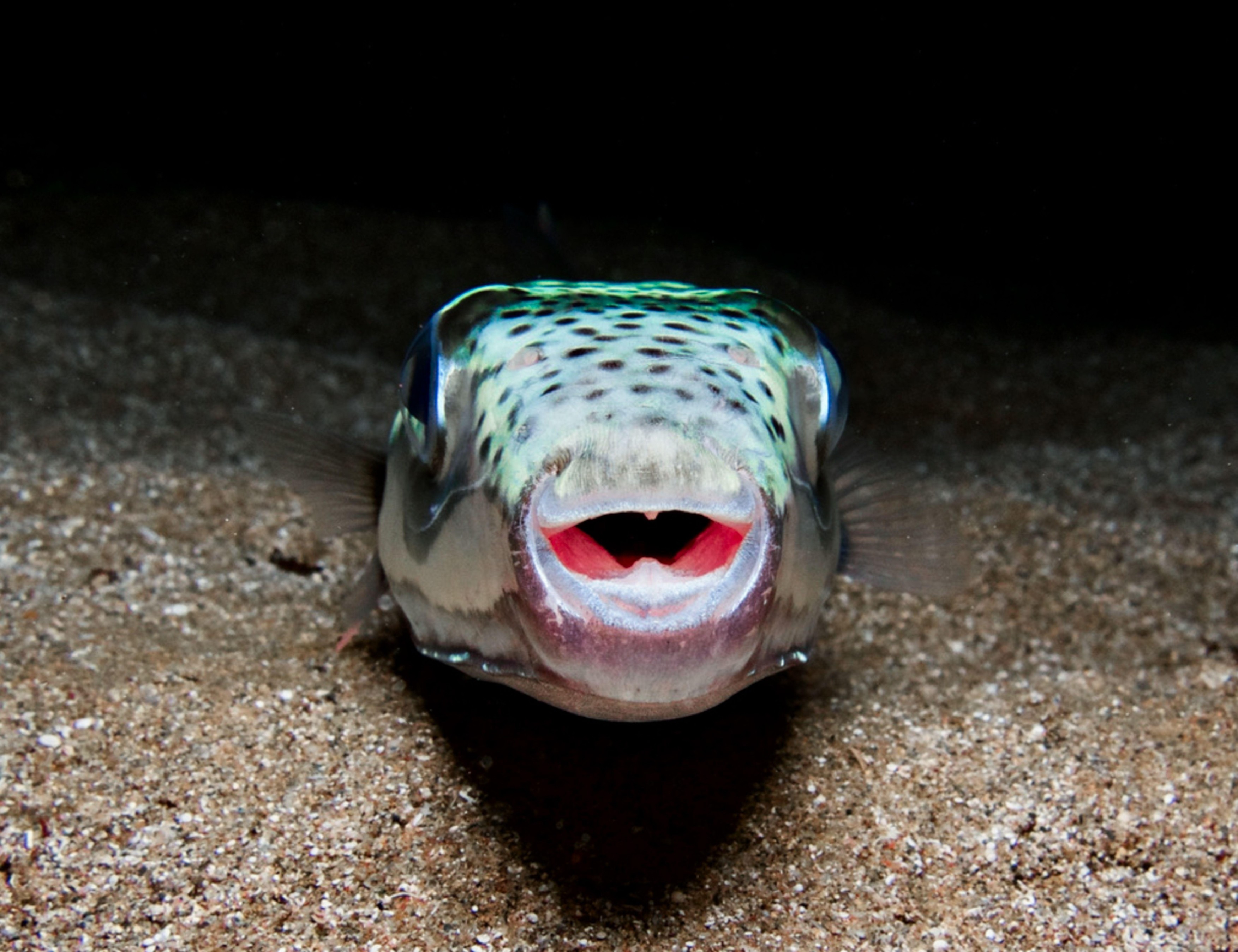 srebrnoproga napihovalka